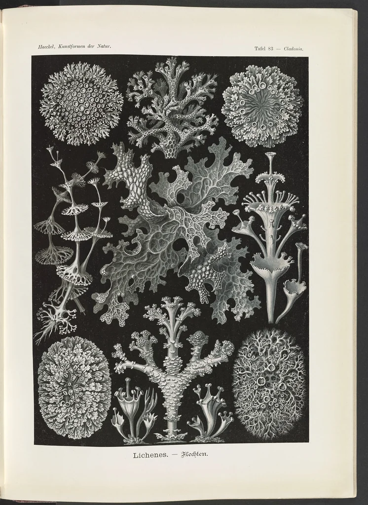 An illustration from Lichenes. - Flechten LCCN2015648964, 1904