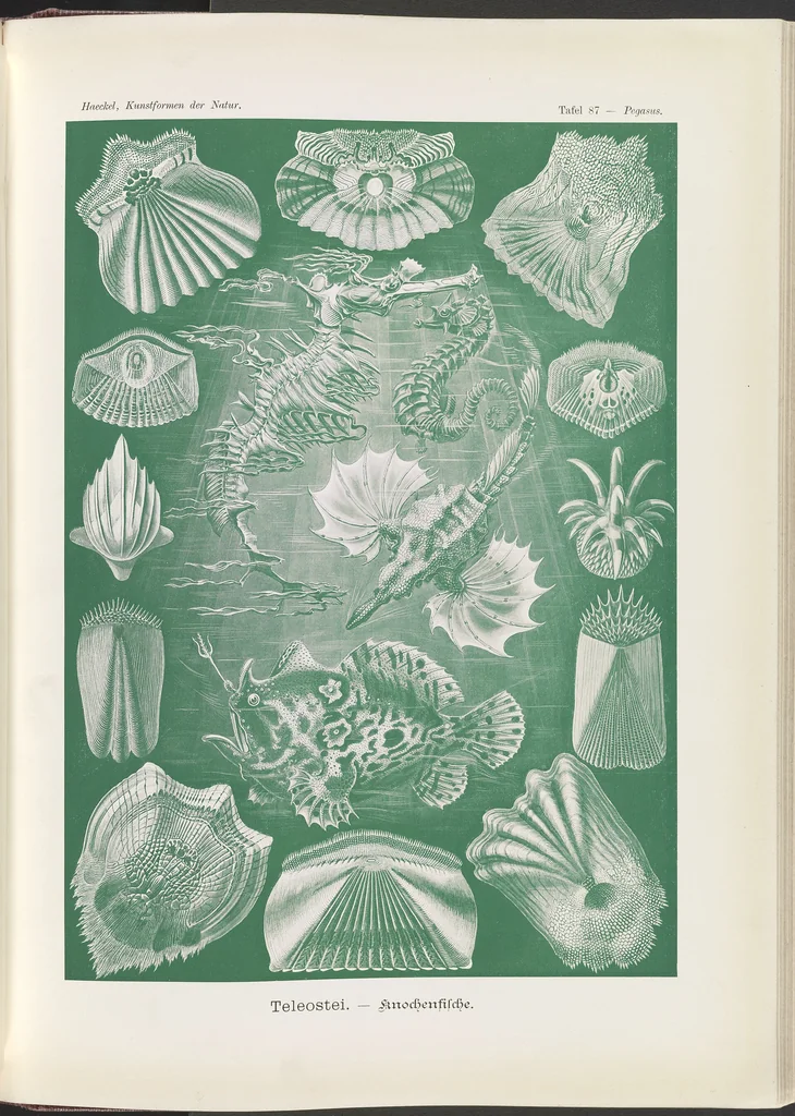 An illustration from Teleostei. - Knochenfische LCCN2015648967, 1904