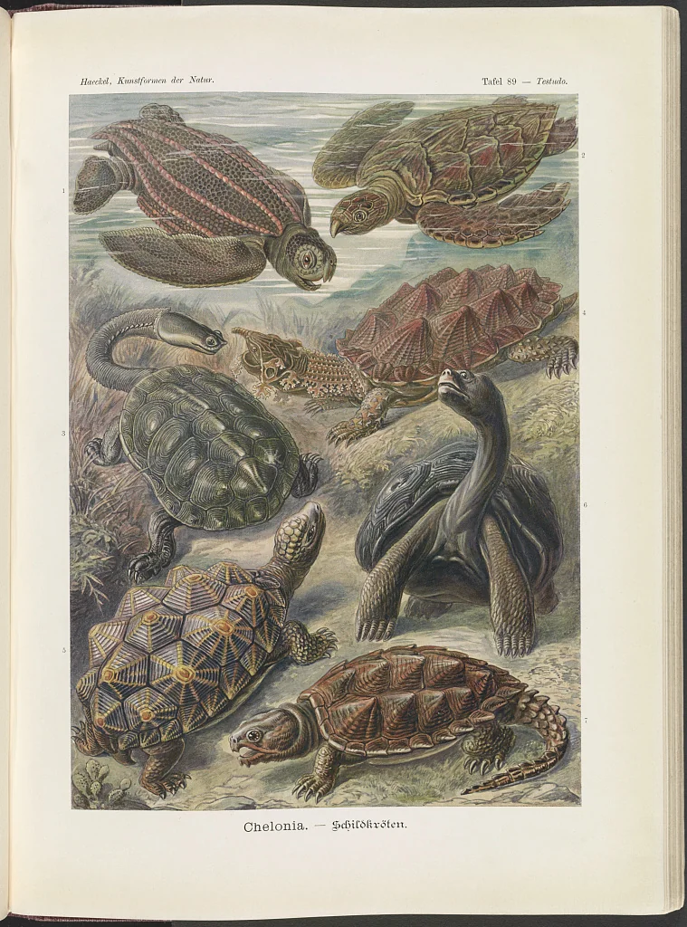 An illustration from Chelonia. - Schildkröten LCCN2015648969, 1904
