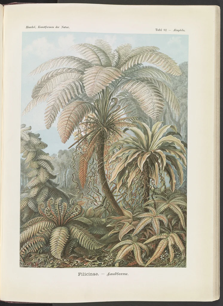 An illustration from Filicinae. - Laubfarne LCCN2015648972, 1904