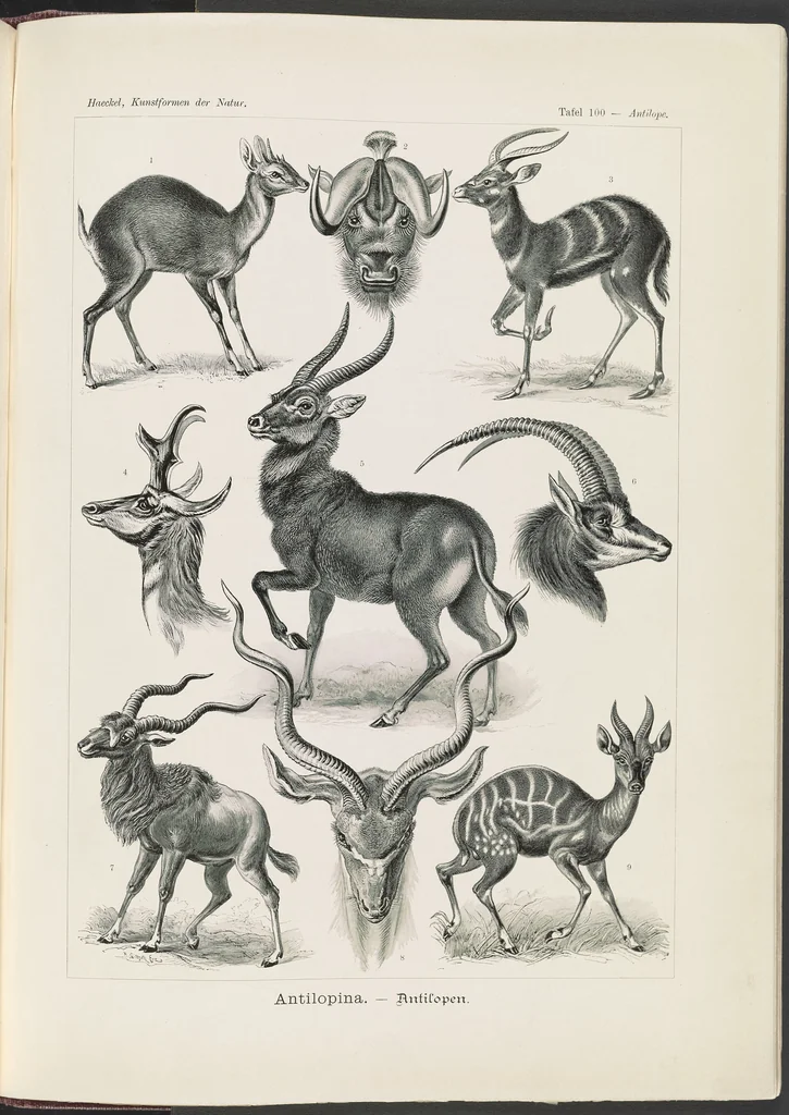 An illustration from Antilopina. - Antilopen LCCN2015648986, 1904