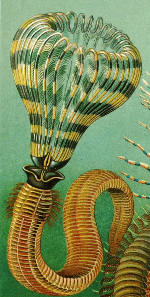 An illustration from Haeckel Sabellastarte spectabilis-edit, 1904