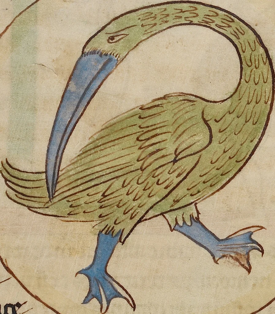 An illustration from Northumberland Bestiary, 1250, leaf 51