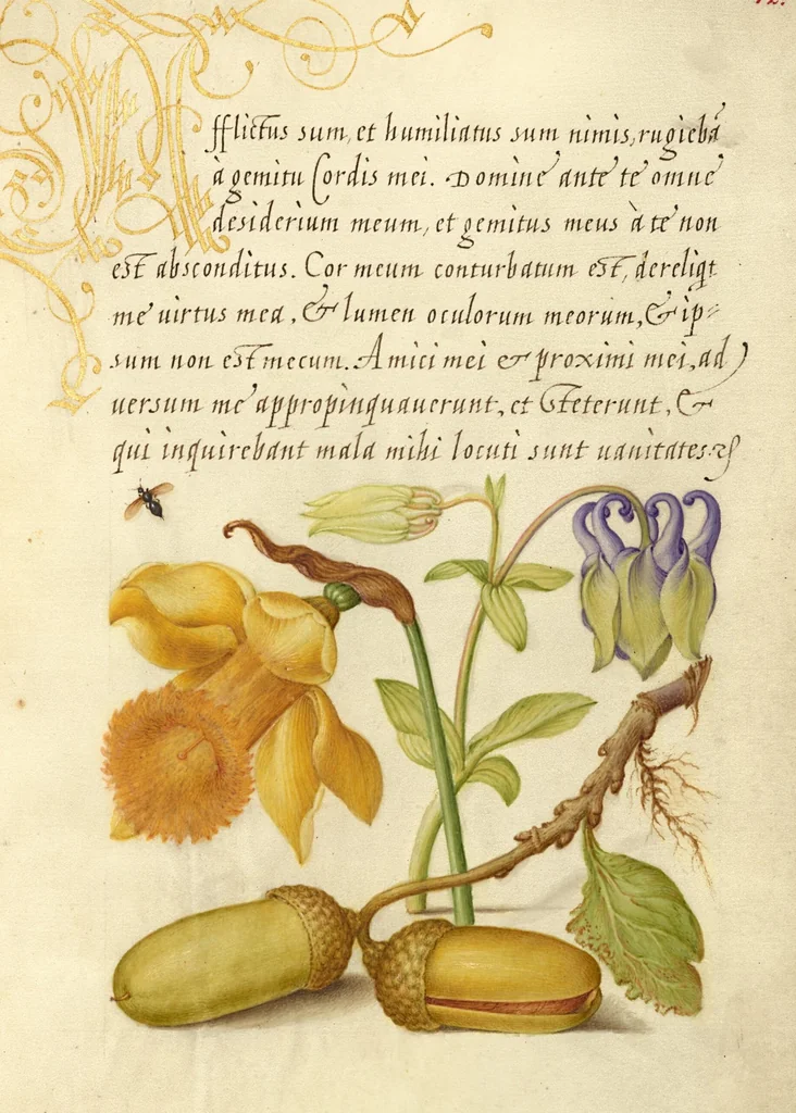 An illustration from Mira calligraphiae monumenta, 1561, leaf 113