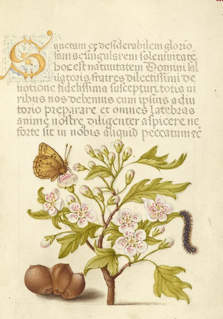 An illustration from Mira calligraphiae monumenta, 1561, leaf 114