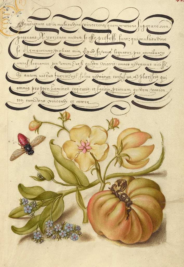 An illustration from Mira calligraphiae monumenta, 1561, leaf 116