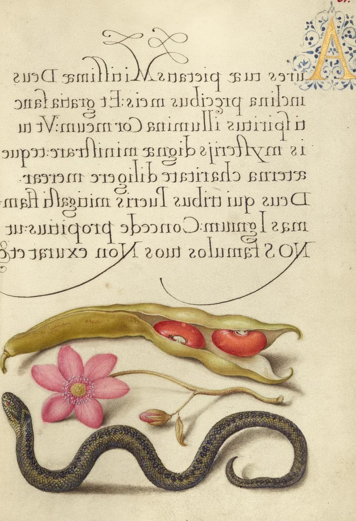 An illustration from Mira calligraphiae monumenta, 1561, leaf 124