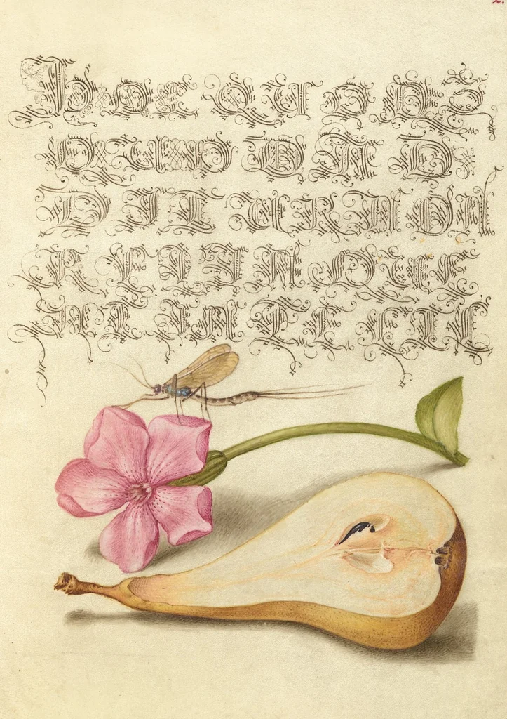 An illustration from Mira calligraphiae monumenta, 1561, leaf 133