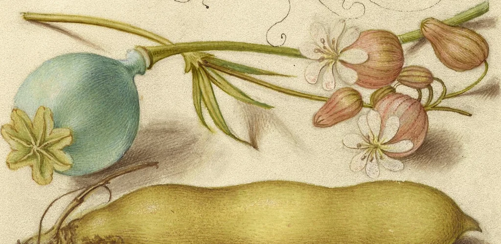 An illustration from Mira calligraphiae monumenta, 1561, leaf 138