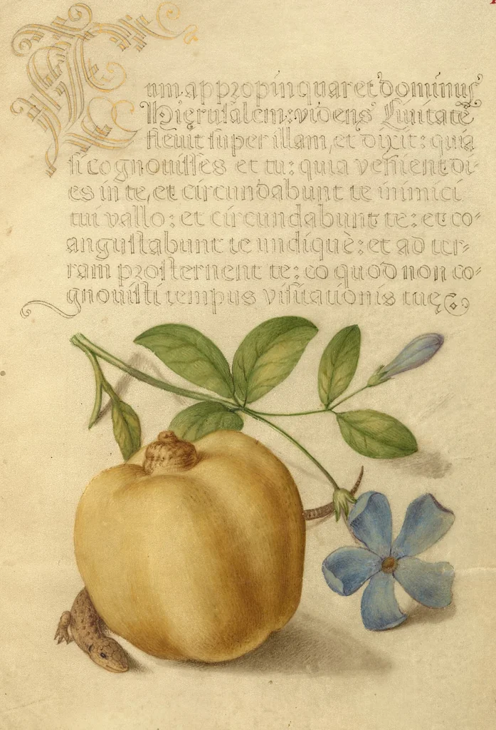 An illustration from Mira calligraphiae monumenta, 1561, leaf 142
