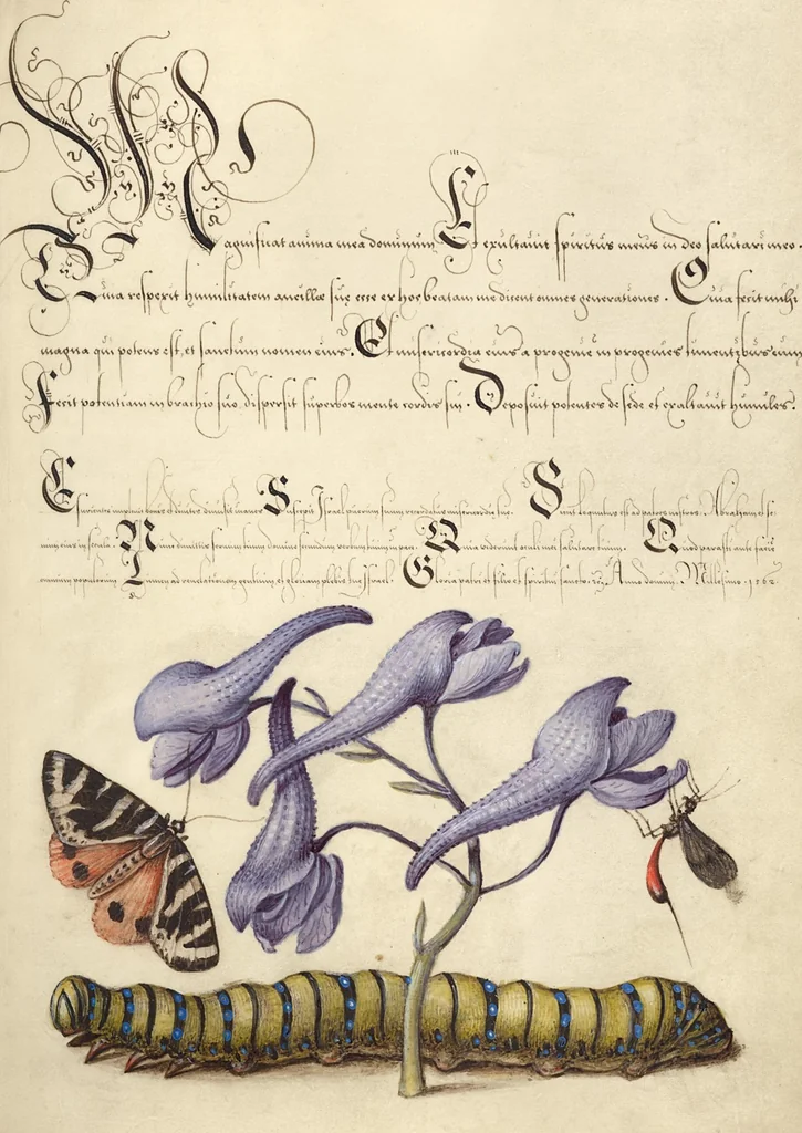 An illustration from Mira calligraphiae monumenta, 1561, leaf 153