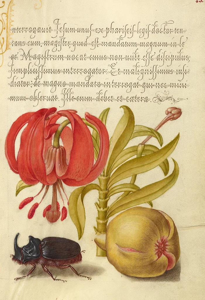 An illustration from Mira calligraphiae monumenta, 1561, leaf 154