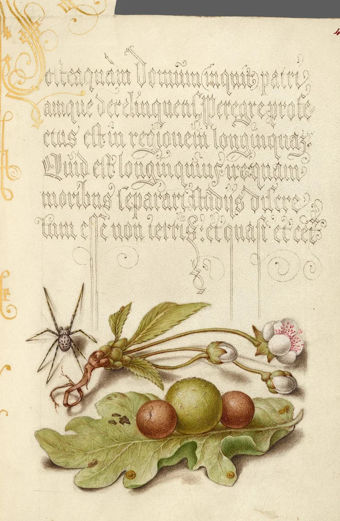 An illustration from Mira calligraphiae monumenta, 1561, leaf 160