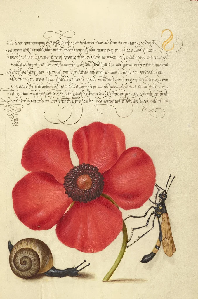 An illustration from Mira calligraphiae monumenta, 1561, leaf 165