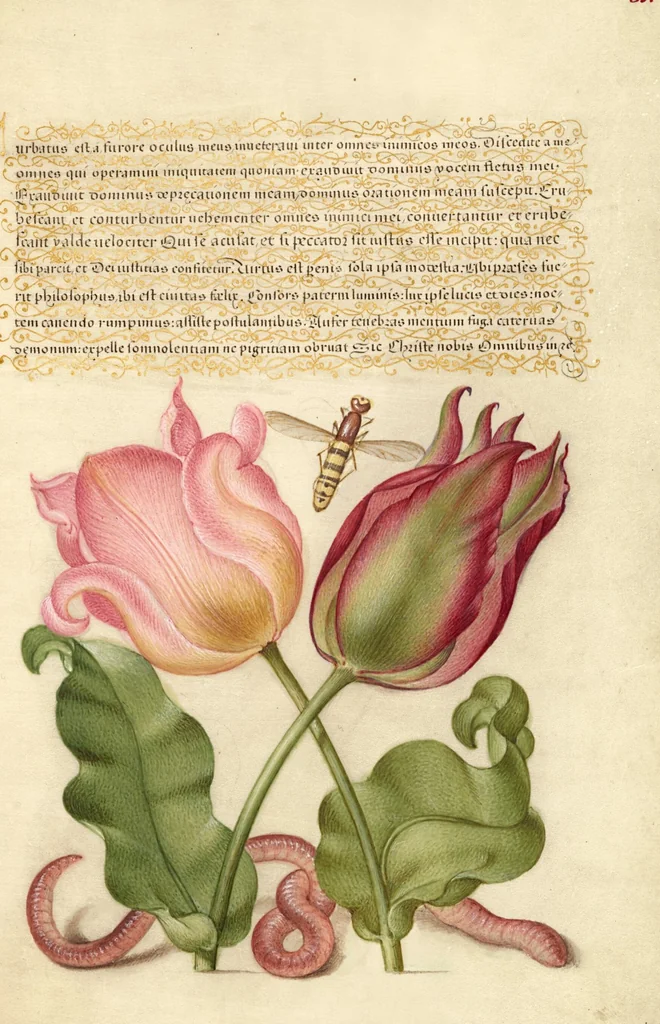 An illustration from Mira calligraphiae monumenta, 1561, leaf 179