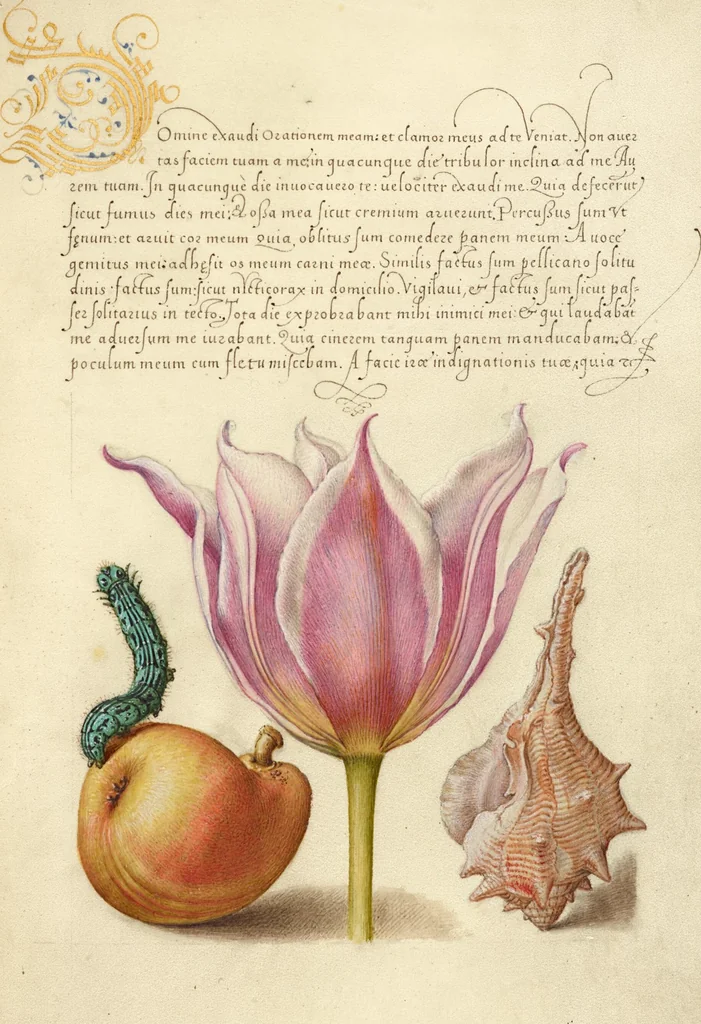 An illustration from Mira calligraphiae monumenta, 1561, leaf 19