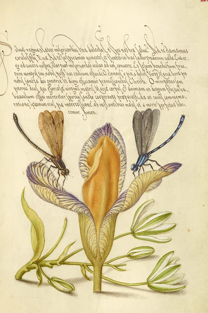 An illustration from Mira calligraphiae monumenta, 1561, leaf 36