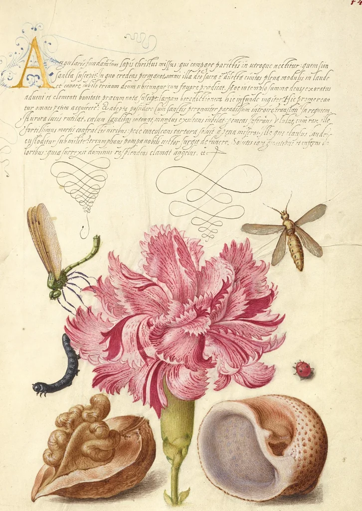An illustration from Mira calligraphiae monumenta, 1561, leaf 38