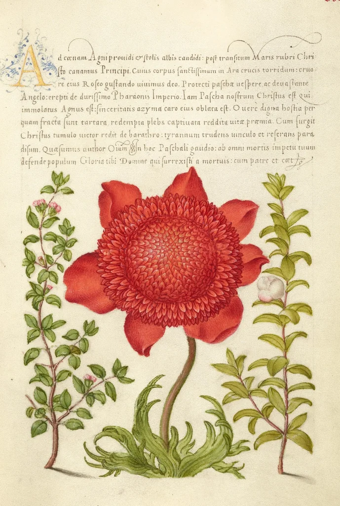 An illustration from Mira calligraphiae monumenta, 1561, leaf 4