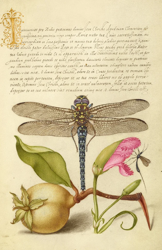 An illustration from Mira calligraphiae monumenta, 1561, leaf 43