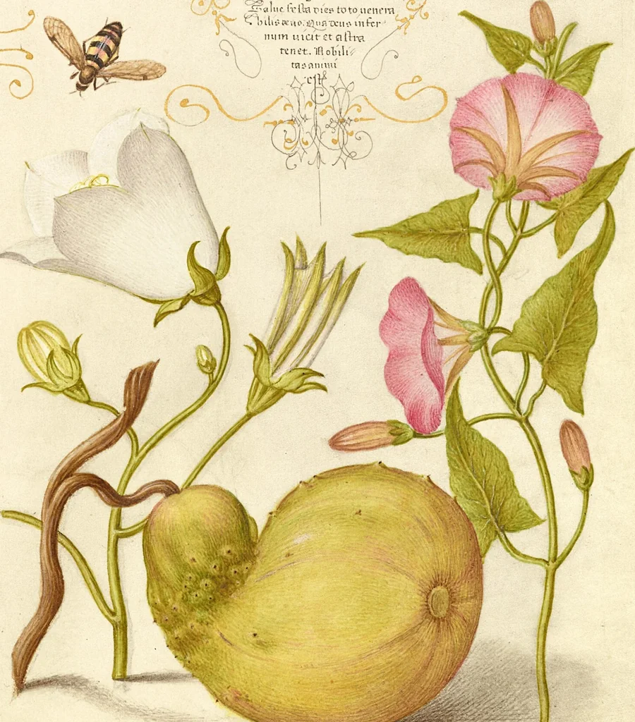 An illustration from Mira calligraphiae monumenta, 1561, leaf 47