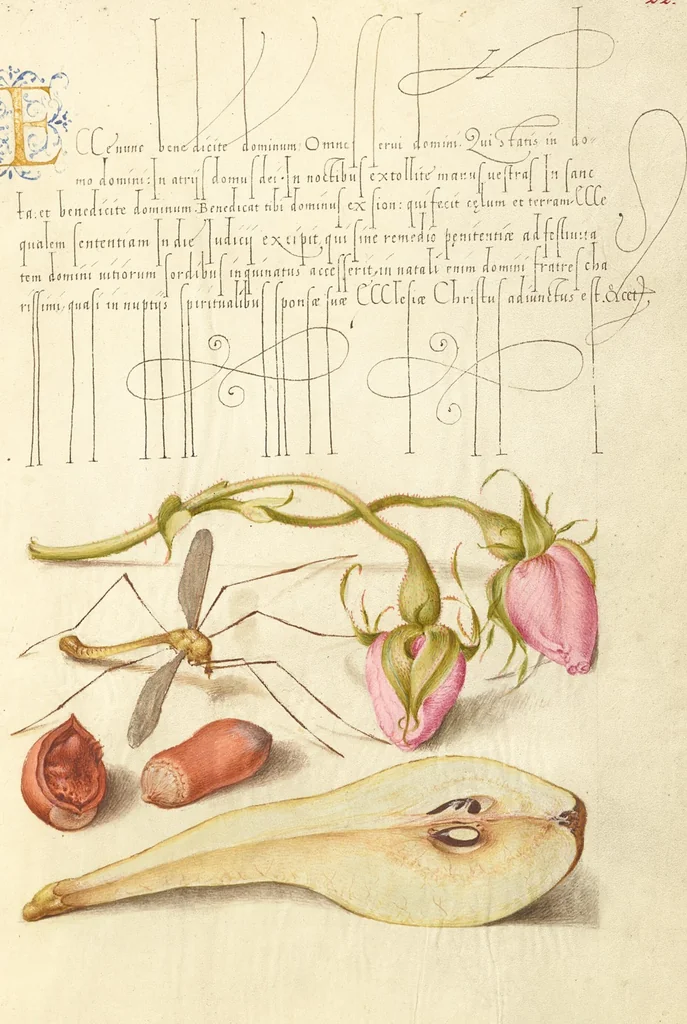 An illustration from Mira calligraphiae monumenta, 1561, leaf 54