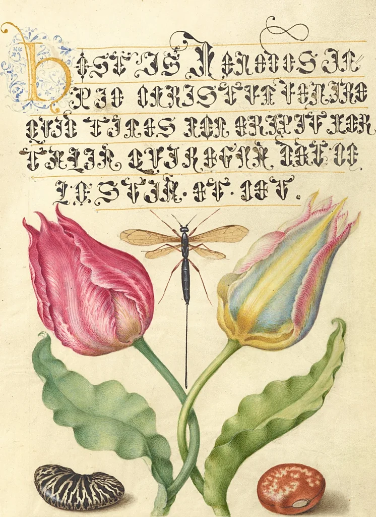An illustration from Mira calligraphiae monumenta, 1561, leaf 55