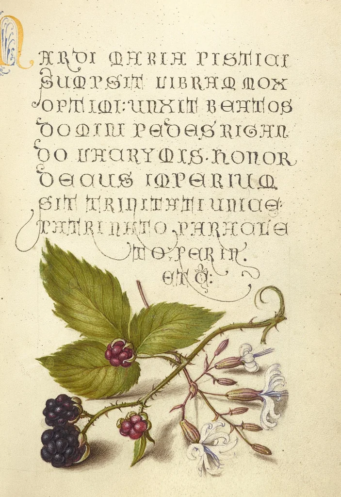An illustration from Mira calligraphiae monumenta, 1561, leaf 7