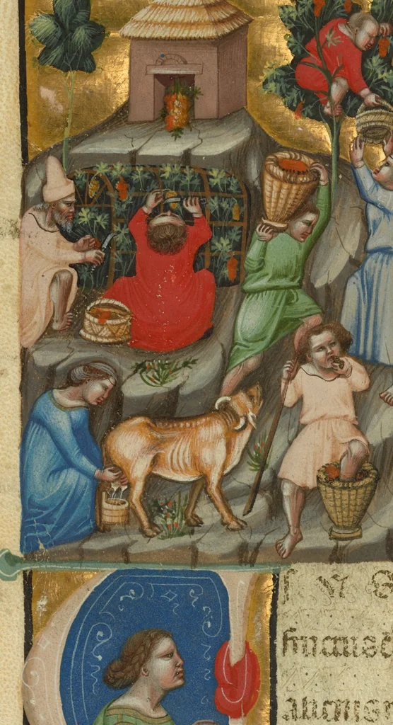 An illustration from Cutting from Digestum vetus, 1340, leaf 1