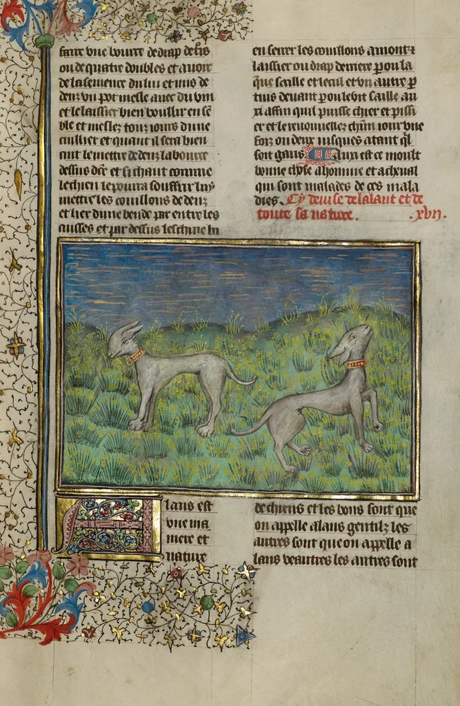 An illustration from Livre de la Chasse, 1430, leaf 78