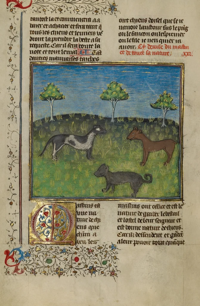 An illustration from Livre de la Chasse, 1430, leaf 79