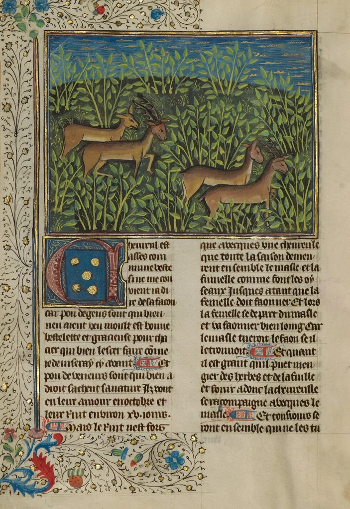 An illustration from Livre de la Chasse, 1430, leaf 84