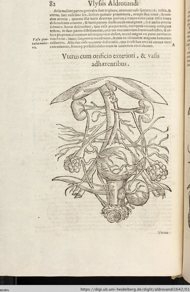 An illustration from Vlyssis Aldrovandi Patricii Bononiensis Monstrorvm Historia: cum Indice copiosissimo, 1642, leaf 100