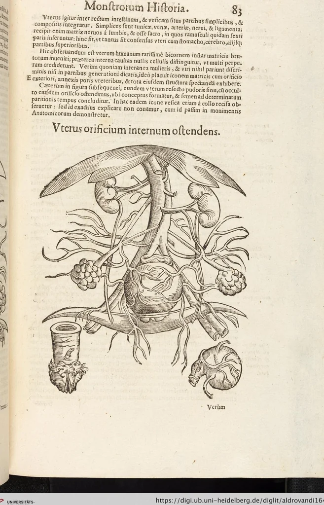 An illustration from Vlyssis Aldrovandi Patricii Bononiensis Monstrorvm Historia: cum Indice copiosissimo, 1642, leaf 101