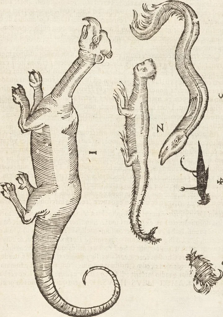 An illustration from Vlyssis Aldrovandi Patricii Bononiensis Monstrorvm Historia: cum Indice copiosissimo, 1642, leaf 237