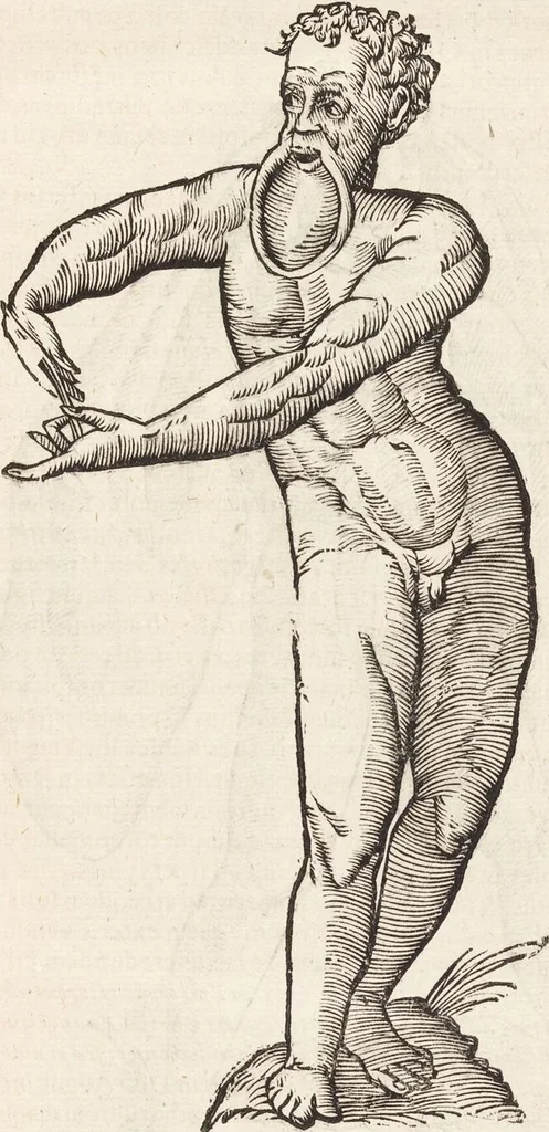 An illustration from Vlyssis Aldrovandi Patricii Bononiensis Monstrorvm Historia: cum Indice copiosissimo, 1642, leaf 27