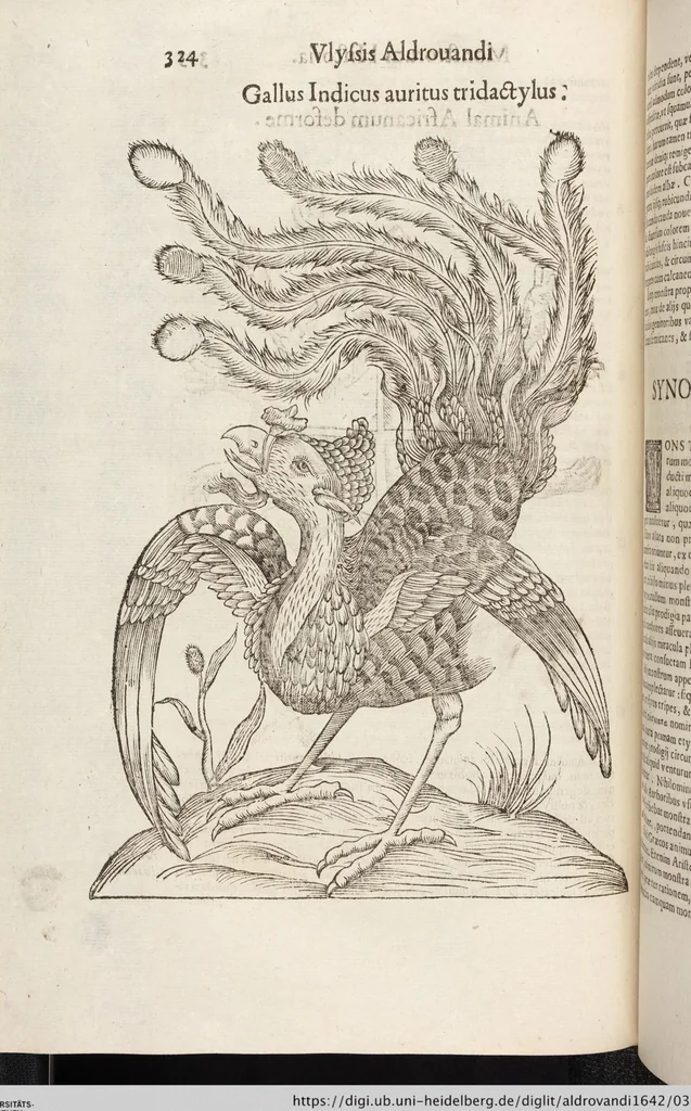 An illustration from Vlyssis Aldrovandi Patricii Bononiensis Monstrorvm Historia: cum Indice copiosissimo, 1642, leaf 342