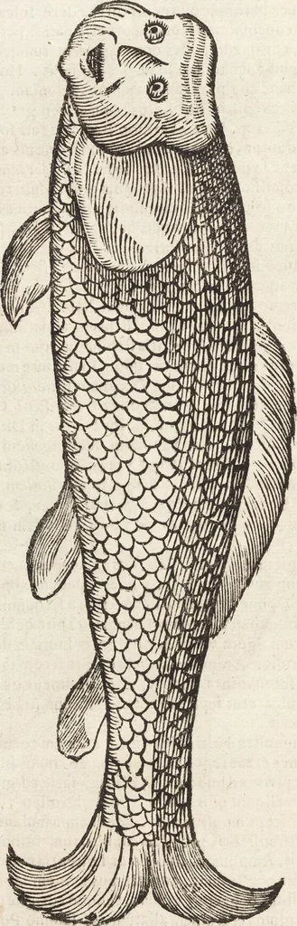 An illustration from Vlyssis Aldrovandi Patricii Bononiensis Monstrorvm Historia: cum Indice copiosissimo, 1642, leaf 370