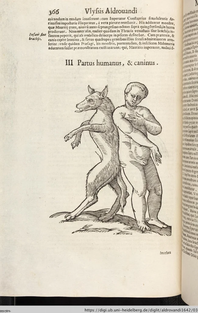 An illustration from Vlyssis Aldrovandi Patricii Bononiensis Monstrorvm Historia: cum Indice copiosissimo, 1642, leaf 384