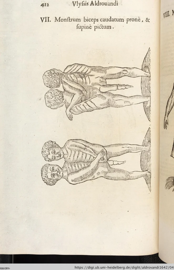 An illustration from Vlyssis Aldrovandi Patricii Bononiensis Monstrorvm Historia: cum Indice copiosissimo, 1642, leaf 430