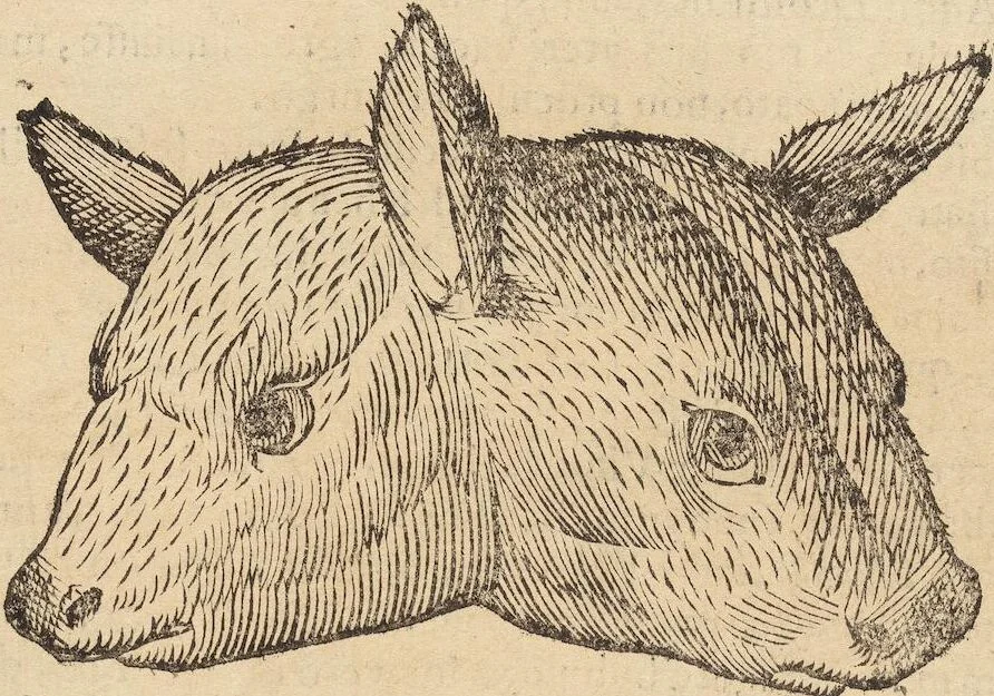 An illustration from Vlyssis Aldrovandi Patricii Bononiensis Monstrorvm Historia: cum Indice copiosissimo, 1642, leaf 441