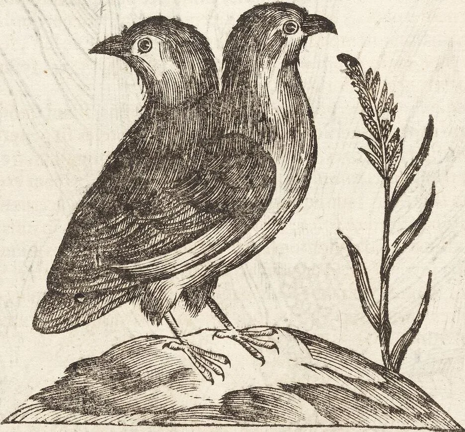 An illustration from Vlyssis Aldrovandi Patricii Bononiensis Monstrorvm Historia: cum Indice copiosissimo, 1642, leaf 444