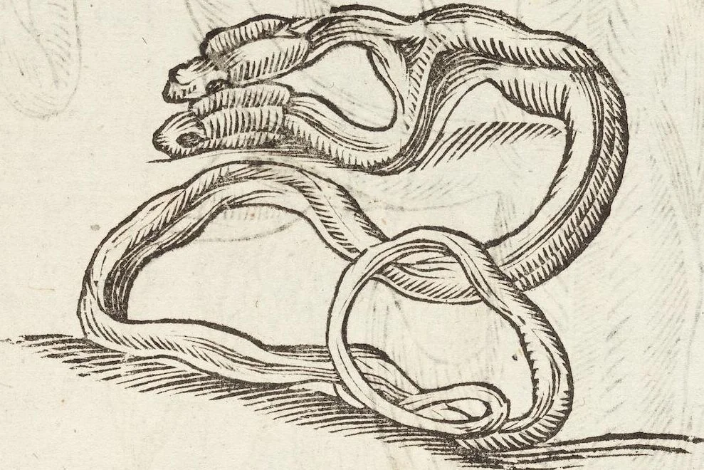 An illustration from Vlyssis Aldrovandi Patricii Bononiensis Monstrorvm Historia: cum Indice copiosissimo, 1642, leaf 445