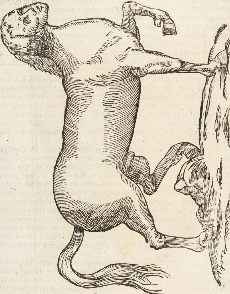 An illustration from Vlyssis Aldrovandi Patricii Bononiensis Monstrorvm Historia: cum Indice copiosissimo, 1642, leaf 452