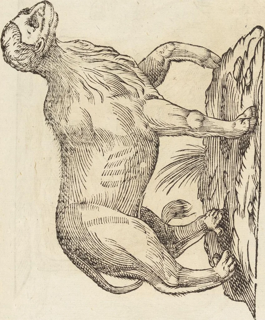 An illustration from Vlyssis Aldrovandi Patricii Bononiensis Monstrorvm Historia: cum Indice copiosissimo, 1642, leaf 453