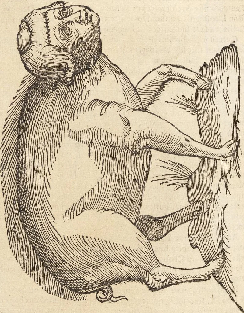 An illustration from Vlyssis Aldrovandi Patricii Bononiensis Monstrorvm Historia: cum Indice copiosissimo, 1642, leaf 456