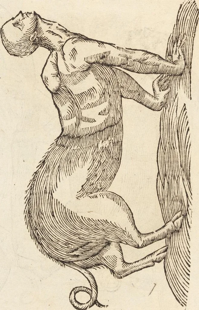 An illustration from Vlyssis Aldrovandi Patricii Bononiensis Monstrorvm Historia: cum Indice copiosissimo, 1642, leaf 458