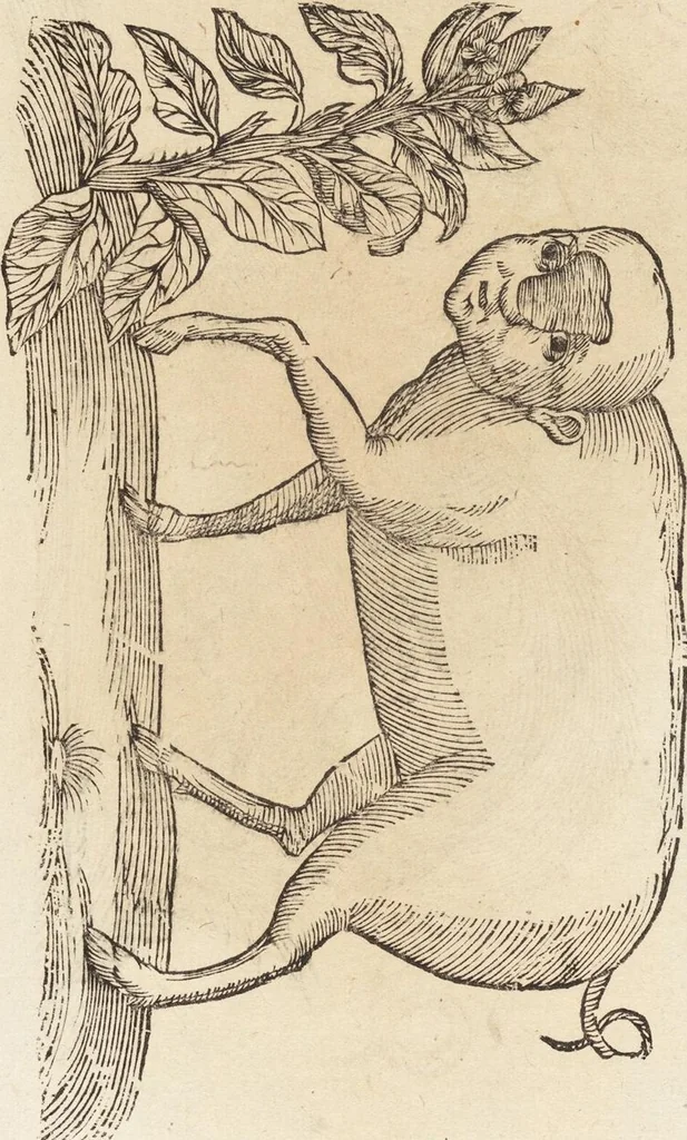 An illustration from Vlyssis Aldrovandi Patricii Bononiensis Monstrorvm Historia: cum Indice copiosissimo, 1642, leaf 459