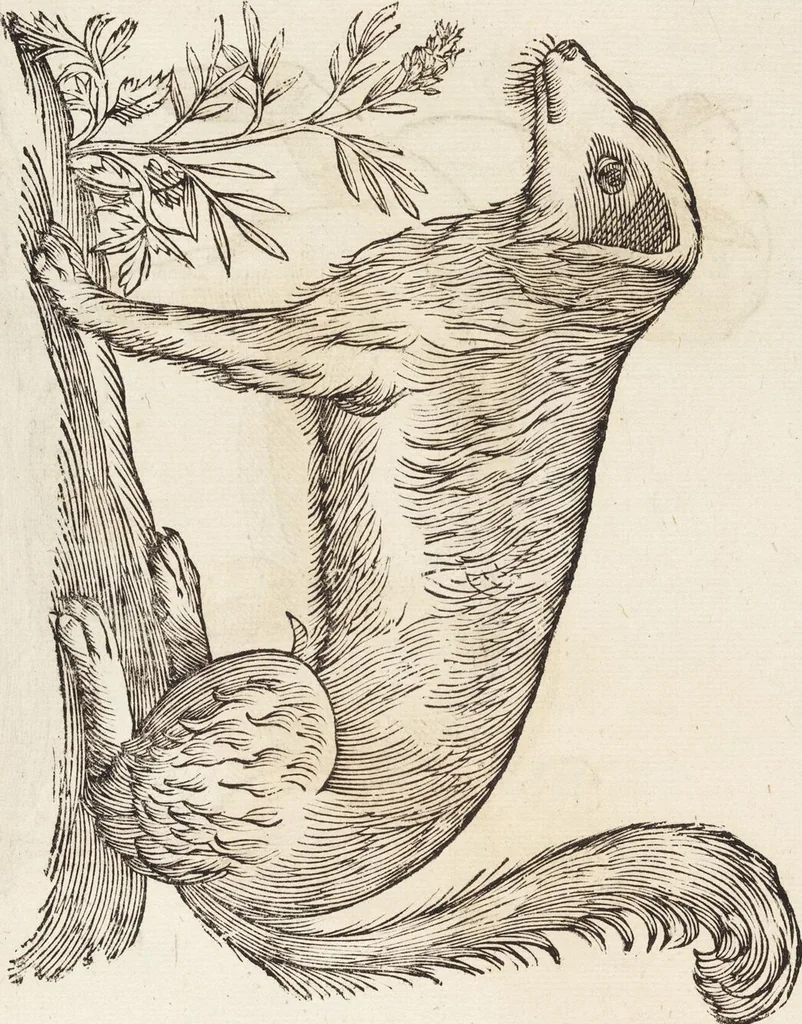 An illustration from Vlyssis Aldrovandi Patricii Bononiensis Monstrorvm Historia: cum Indice copiosissimo, 1642, leaf 549