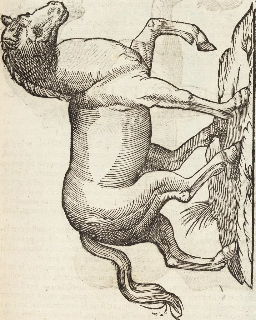 An illustration from Vlyssis Aldrovandi Patricii Bononiensis Monstrorvm Historia: cum Indice copiosissimo, 1642, leaf 555